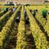Organisation des vendanges 2026